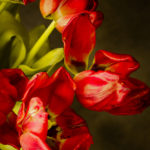 Tulips 2104-01 Nature morte at home studio, Marseille, april 2021.